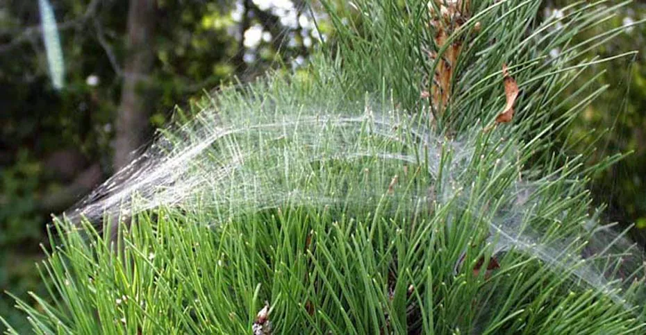 fenômeno Cabelo de Anjo