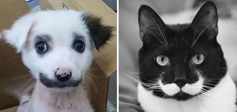 Animais Bigodes Curiosidade 1