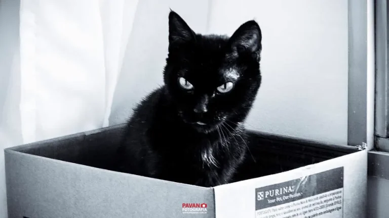 Gatos Cats Comportamento 0