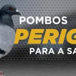Doenca Pombo Criptococose 00